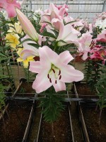 [4563 VH39 Mauya No01.JPG]